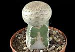 Euphorbia turbiniformis Cm. 5,5 € 115,00